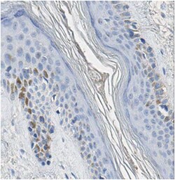 MilliporeSigma Mouse anti-Integrin alpha6, Clone: 6H7.1, 100&mu;g:Antibodies,